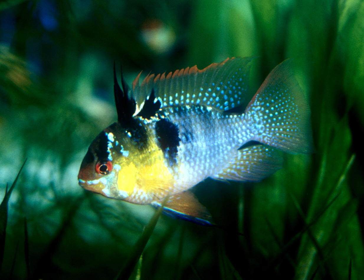 Mikrogeophagus ramirezi